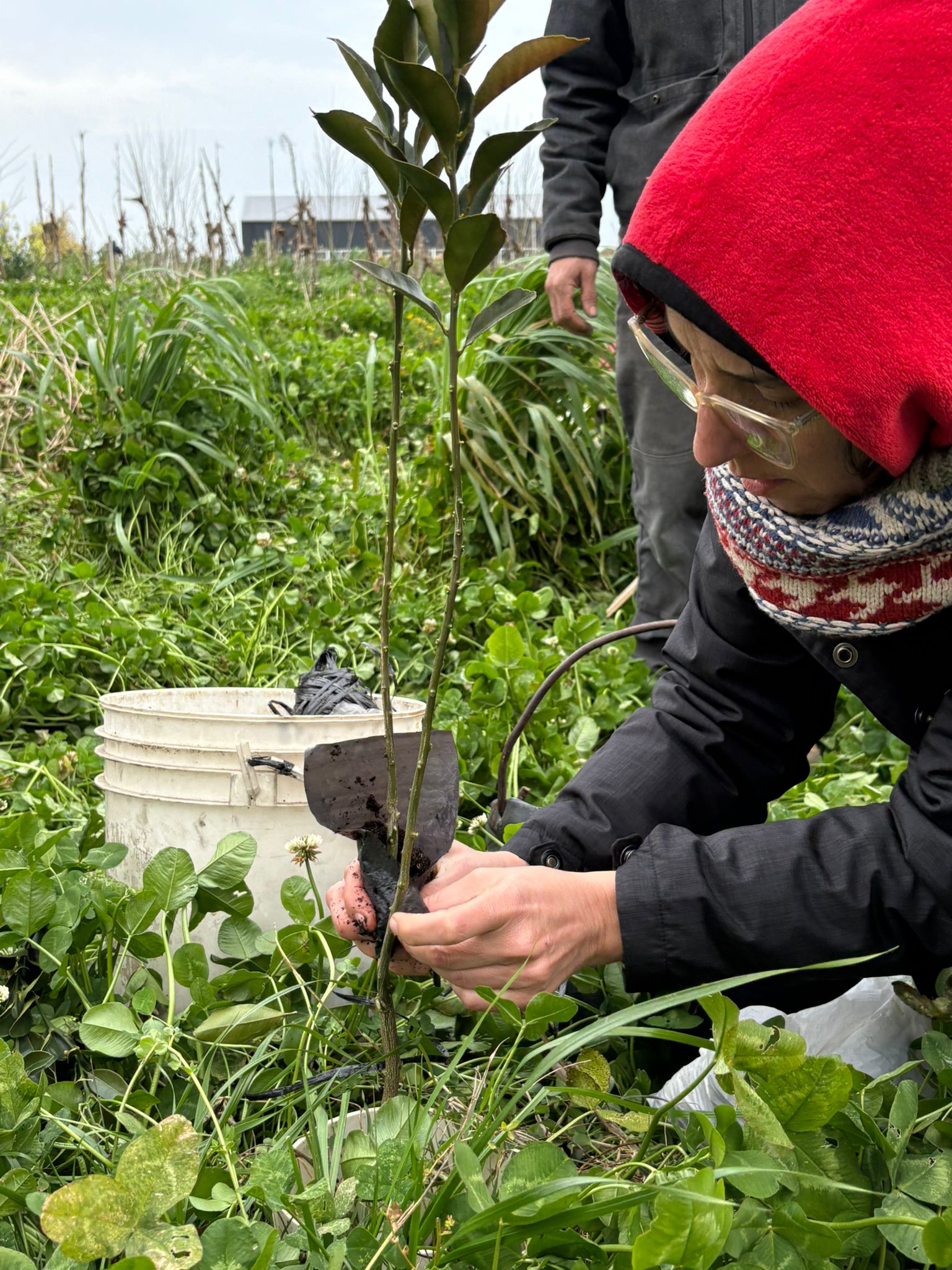 Práctica de plantación durante una jornada comunitaria
