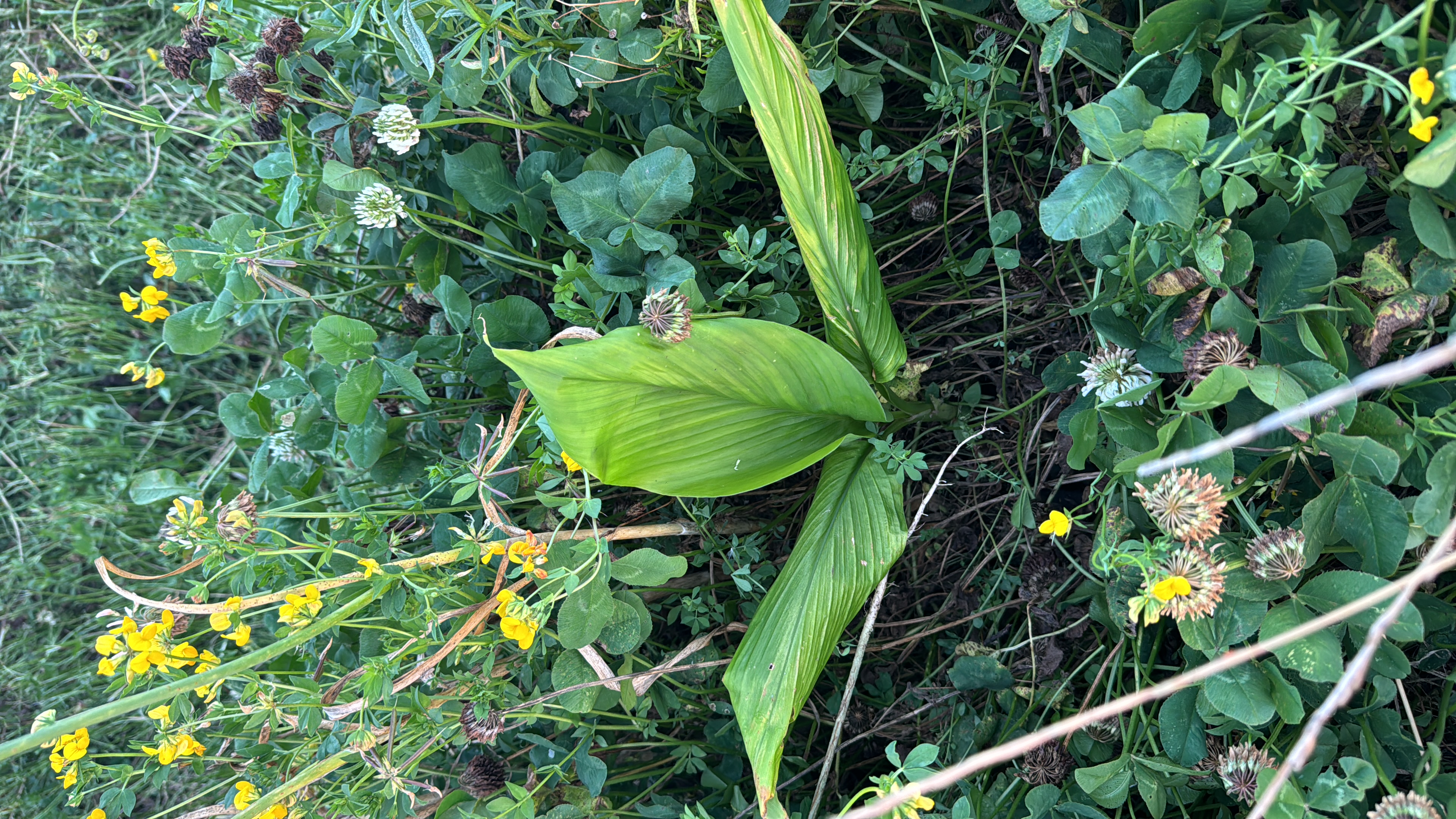 Planta de cúrcuma creciendo entre flores y coberturas vivas
