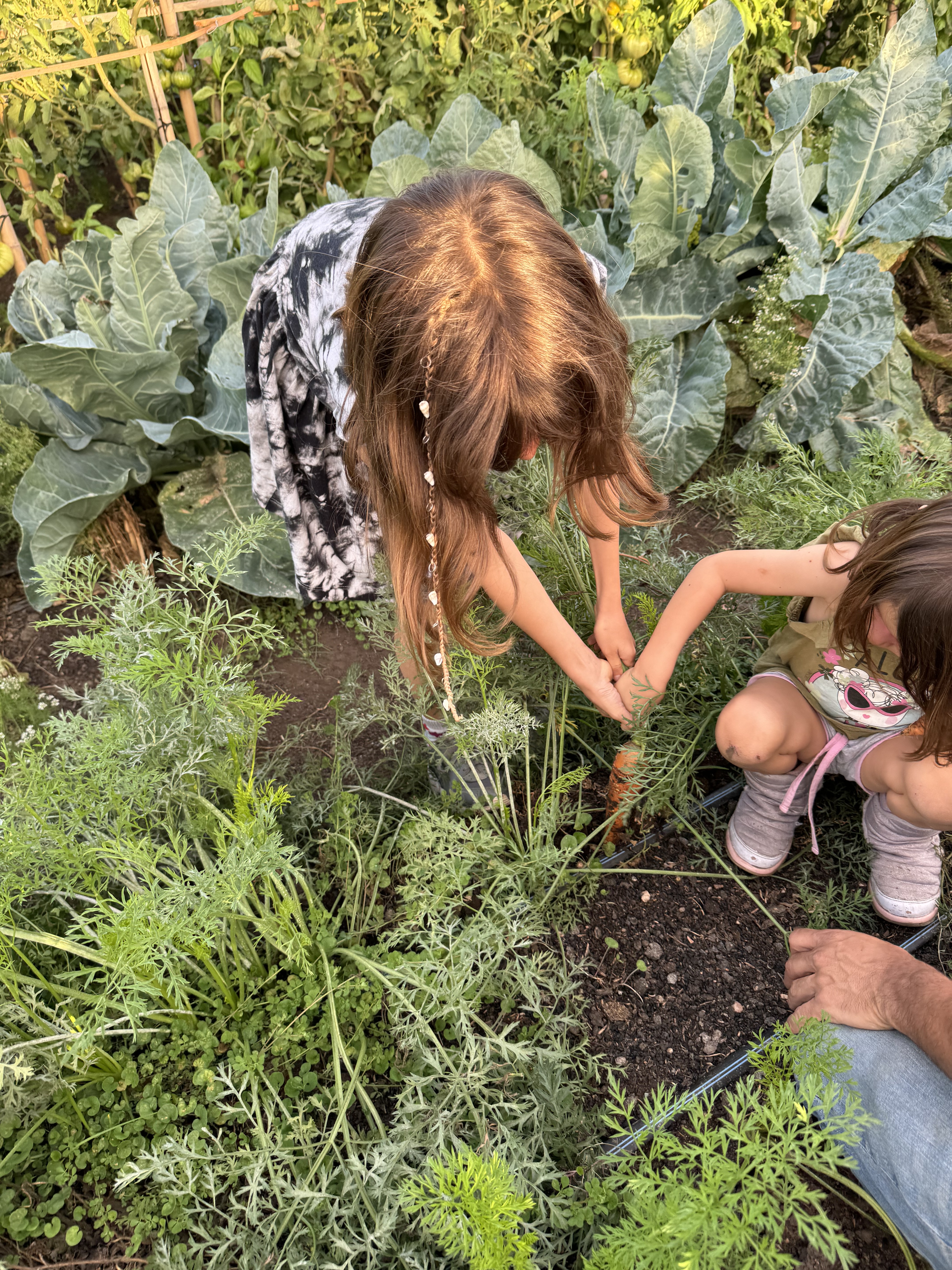 Las niñas de la familia cosechando zanahorias en la chacra
