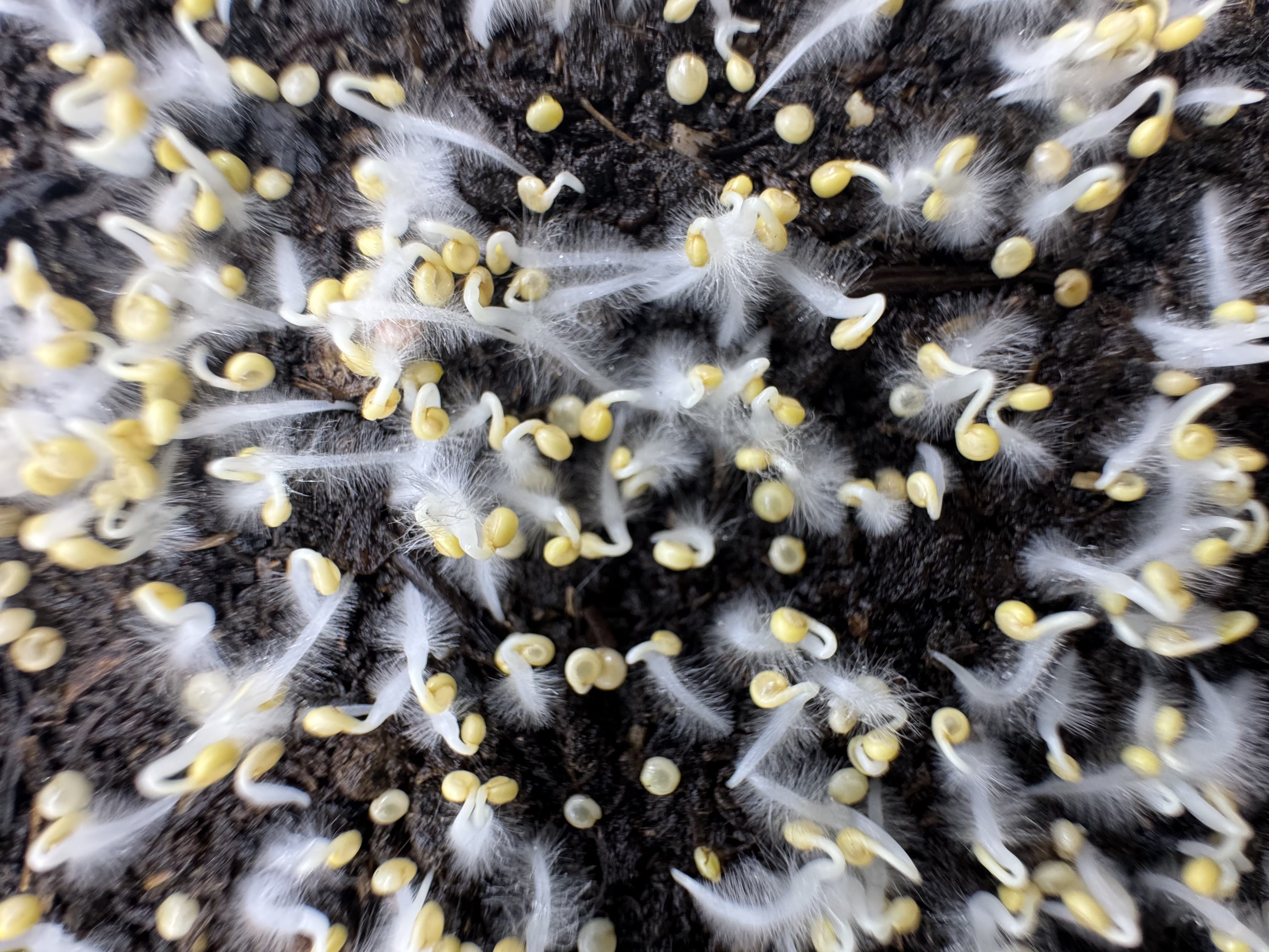 Semillas germinando en tierra viva en Chacra Oceánica