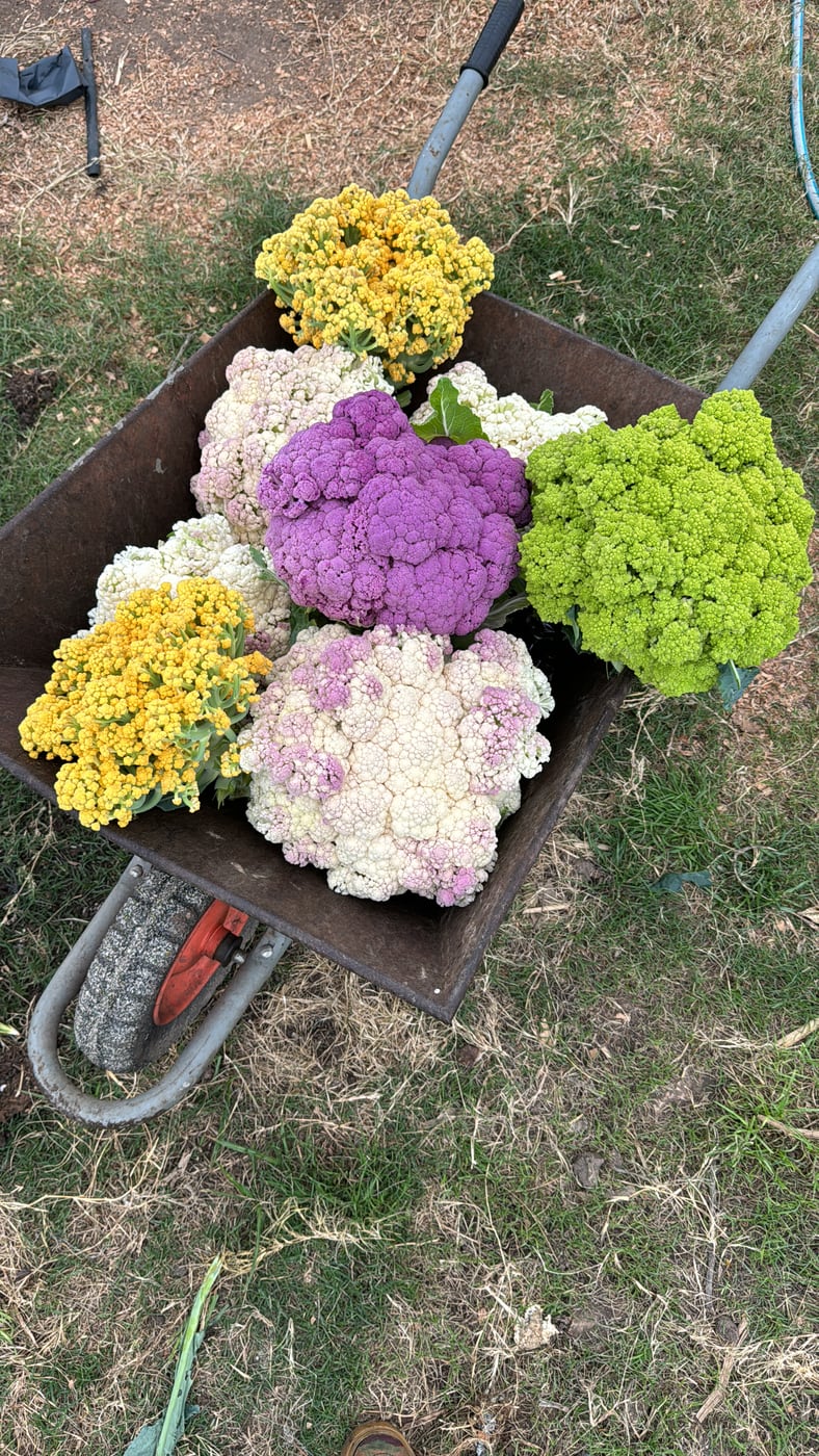 Carretilla con coliflores de diferentes colores
