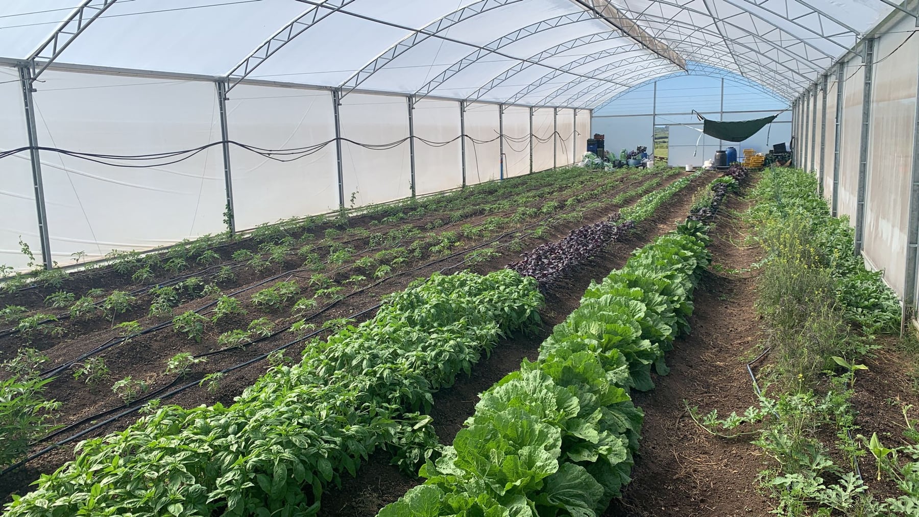 Hojas, aromáticas y otros cultivos creciendo en el invernáculo