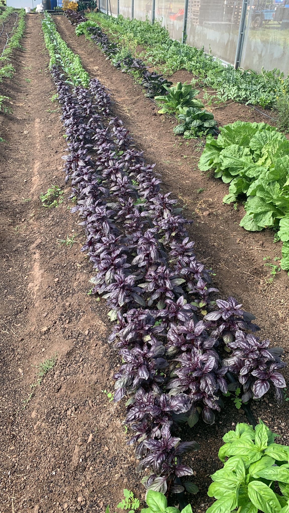 Cultivo de hierbas aromáticas verdes y violetas en la chacra