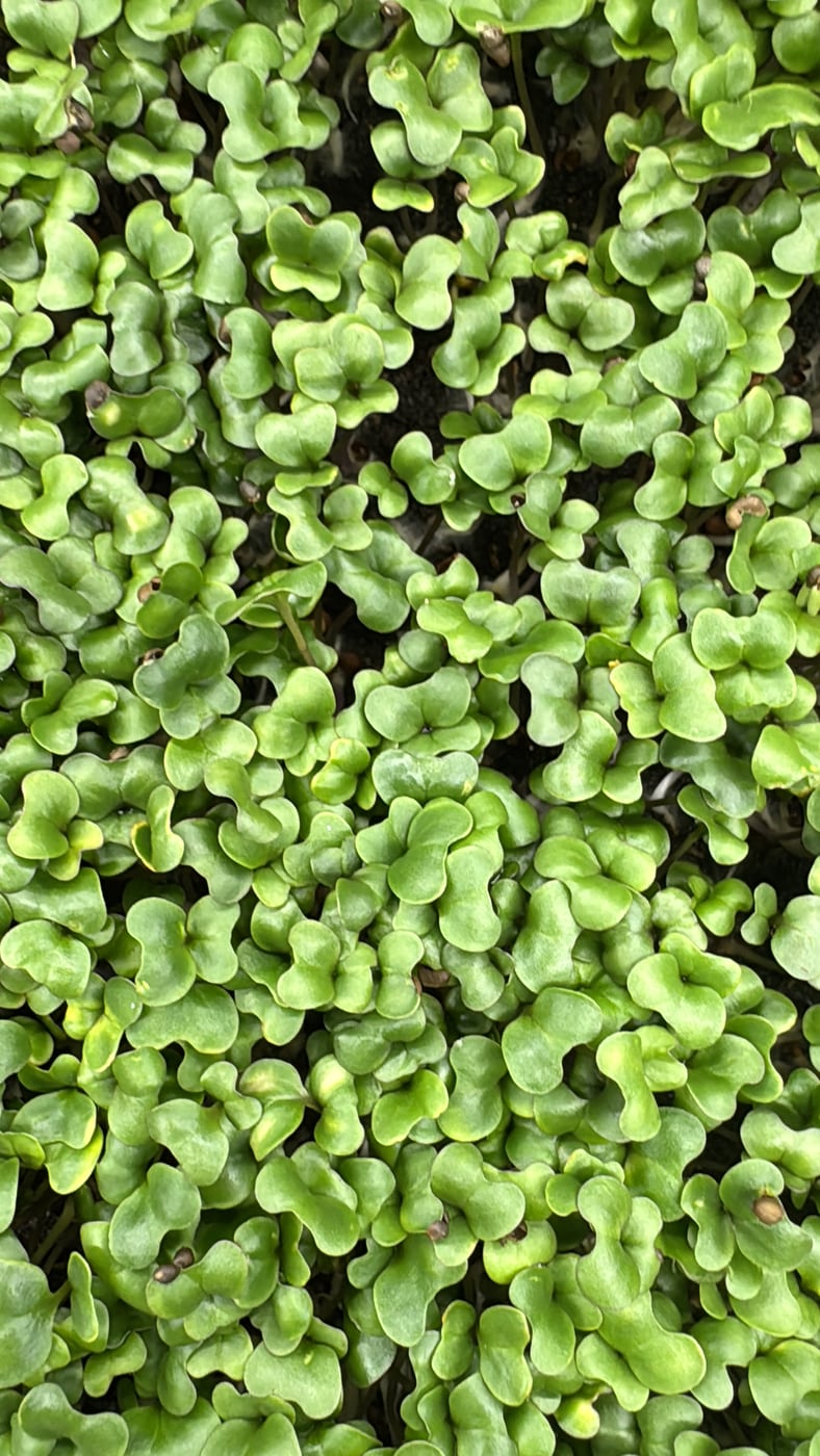 Microverdes cultivados en la chacra
