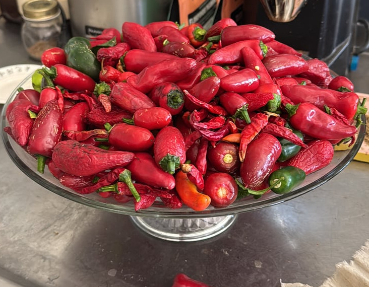 Cosecha de pimientos picantes