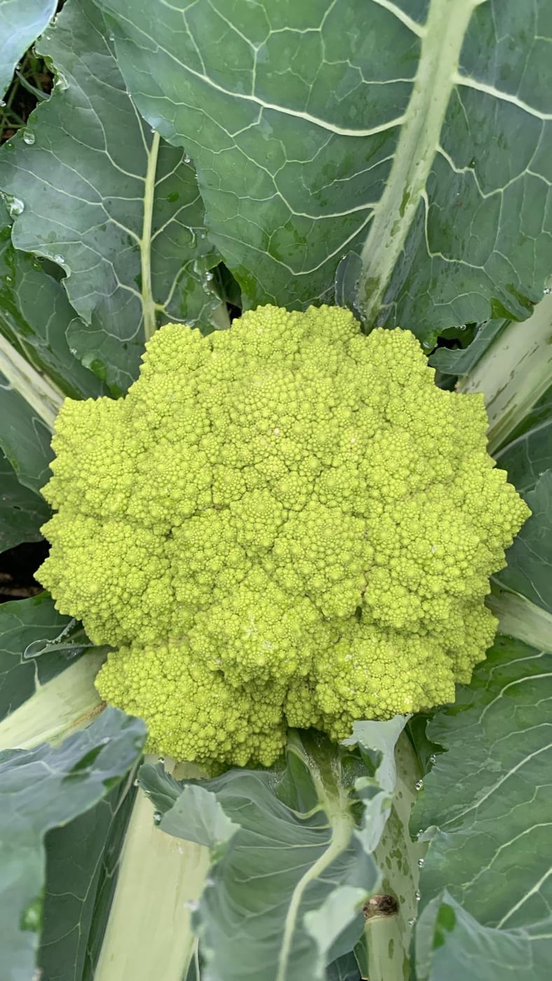 Coliflor romanesco en la planta