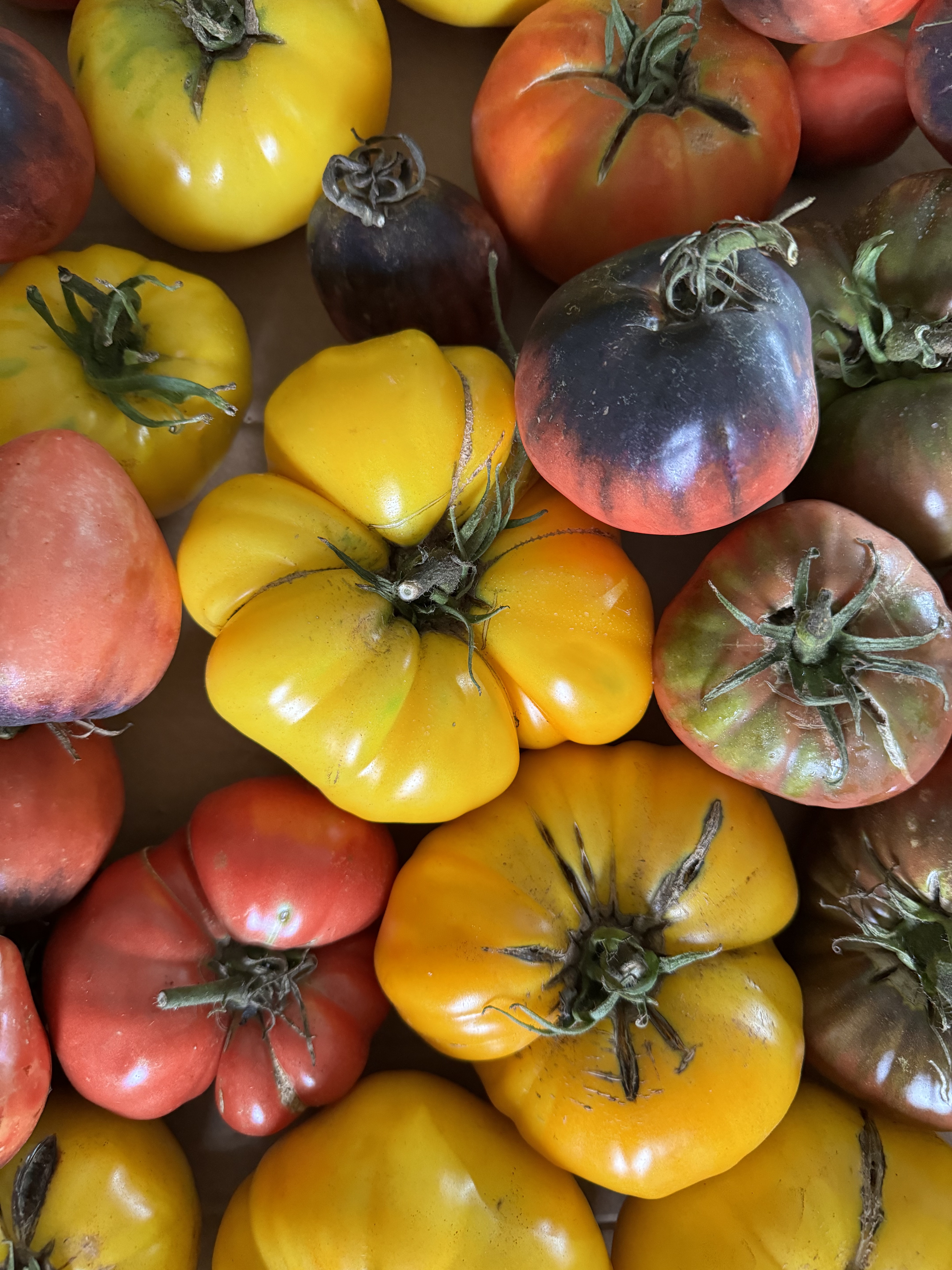 Tomates de distintas variedades, formas y colores